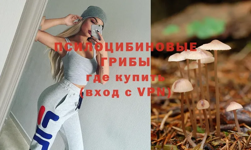 Галлюциногенные грибы Psilocybine cubensis  Зверево 